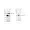 LifeSab™ KD-Validated PFKFB3 Rabbit mAb (20 μl)