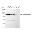 LifeSab™ KD-Validated RPA1 Rabbit mAb (20 μl)