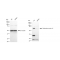 LifeSab™ KD-Validated RPA1 Rabbit mAb (20 μl)