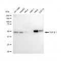 LifeSab™ KD-Validated TGFB1 Rabbit mAb (20 μl)