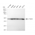 LifeSab™ KD-Validated TUBG1 Rabbit mAb (20 μl)