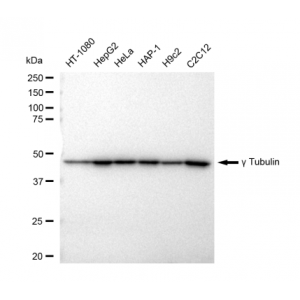 LifeSab™ KD-Validated TUBG1 Rabbit mAb (20 μl)