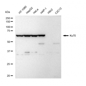 LifeSab™ KD-Validated Ku70 Rabbit mAb (20 μl)