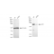 LifeSab™ KD-Validated Ku70 Rabbit mAb (20 μl)