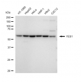 LifeSab™ KD-Validated YES1 Rabbit mAb (20 μl)