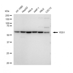 LifeSab™ KD-Validated YES1 Rabbit mAb (20 μl)