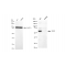 LifeSab™ KD-Validated YES1 Rabbit mAb (20 μl)