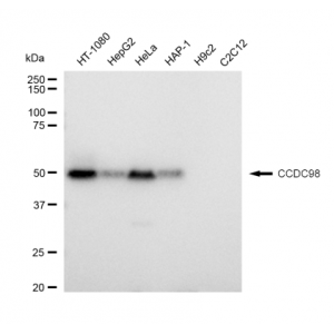 LifeSab™ KD-Validated CCDC98 Rabbit mAb (20 μl)