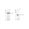 LifeSab™ KD-Validated CCDC98 Rabbit mAb (20 μl)