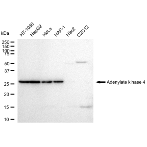 LifeSab™ KD-Validated AK4 Rabbit mAb (20 μl)