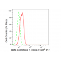 LifeSab™ KD-Validated BACE1 Rabbit mAb (20 μl)