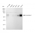 LifeSab™ KD-Validated BACE1 Rabbit mAb (20 μl)