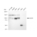 LifeSab™ KD-Validated CD276 Rabbit mAb (20 μl)