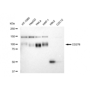 LifeSab™ KD-Validated CD276 Rabbit mAb (20 μl)