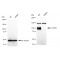 LifeSab™ KD-Validated CD276 Rabbit mAb (20 μl)