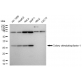 LifeSab™ KD-Validated CSF1 Rabbit mAb (20 μl)