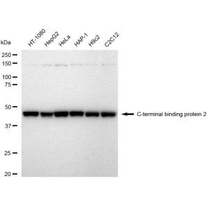 LifeSab™ KD-Validated CTBP2 Rabbit mAb (20 μl)