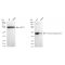 LifeSab™ KD-Validated CTBP2 Rabbit mAb (20 μl)