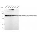 LifeSab™ KD-Validated CYFIP1 Rabbit mAb (20 μl)