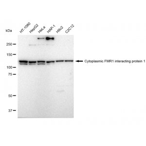 LifeSab™ KD-Validated CYFIP1 Rabbit mAb (20 μl)