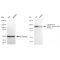 LifeSab™ KD-Validated CYFIP1 Rabbit mAb (20 μl)