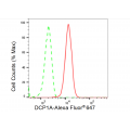 LifeSab™ KD-Validated DCP1A Rabbit mAb (20 μl)