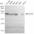 LifeSab™ KD-Validated DCP1A Rabbit mAb (20 μl)