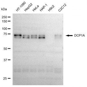 LifeSab™ KD-Validated DCP1A Rabbit mAb (20 μl)