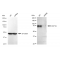 LifeSab™ KD-Validated DCP1A Rabbit mAb (20 μl)