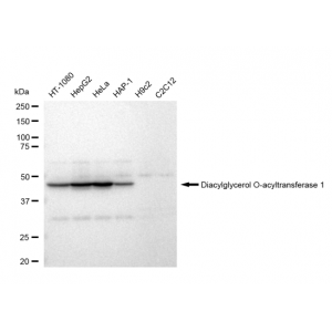 LifeSab™ KD-Validated DGAT1 Rabbit mAb (20 μl)