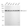 LifeSab™ KD-Validated DNM2 Rabbit mAb (20 μl)