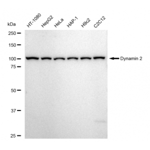 LifeSab™ KD-Validated DNM2 Rabbit mAb (20 μl)