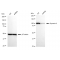 LifeSab™ KD-Validated DNM2 Rabbit mAb (20 μl)