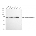 LifeSab™ KD-Validated DPP3 Rabbit mAb (20 μl)