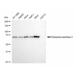 LifeSab™ KD-Validated DPP3 Rabbit mAb (20 μl)