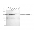 LifeSab™ KD-Validated DROSHA Rabbit mAb (20 μl)