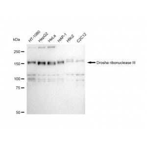 LifeSab™ KD-Validated DROSHA Rabbit mAb (20 μl)