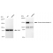 LifeSab™ KD-Validated DROSHA Rabbit mAb (20 μl)