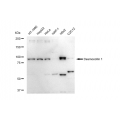 LifeSab™ KD-Validated DSC1 Rabbit mAb (20 μl)