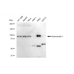 LifeSab™ KD-Validated DSC1 Rabbit mAb (20 μl)