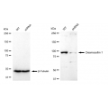 LifeSab™ KD-Validated DSC1 Rabbit mAb (20 μl)