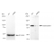 LifeSab™ KD-Validated DSC1 Rabbit mAb (20 μl)