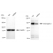 LifeSab™ KD-Validated DSG2 Rabbit mAb (20 μl)