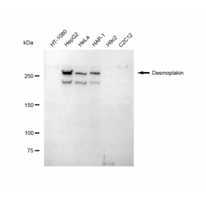 LifeSab™ KD-Validated DSP Rabbit mAb (20 μl)