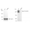 LifeSab™ KD-Validated DSP Rabbit mAb (20 μl)