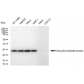 LifeSab™ KD-Validated DTYMK Rabbit mAb (20 μl)