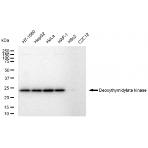 LifeSab™ KD-Validated DTYMK Rabbit mAb (20 μl)