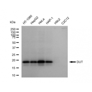 LifeSab™ KD-Validated DUT Rabbit mAb (20 μl)