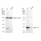 LifeSab™ KD-Validated DUT Rabbit mAb (20 μl)