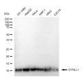 LifeSab™ KD-Validated DYNLL1 Rabbit mAb (20 μl)